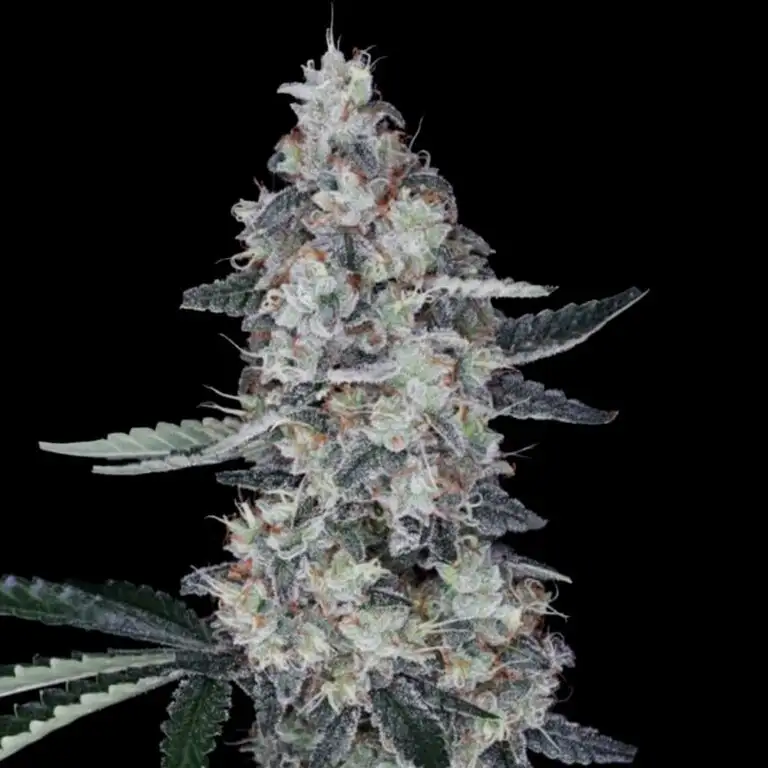 Watermelon Man Auto Seeds