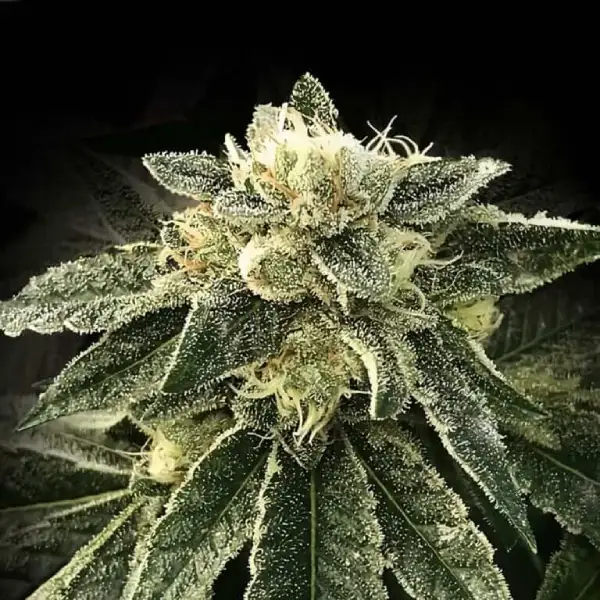 White Chocolope Seeds