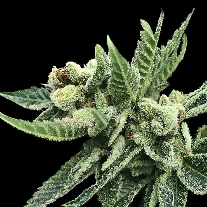 White Widow Seeds