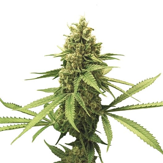 3X Crazy Auto Seeds