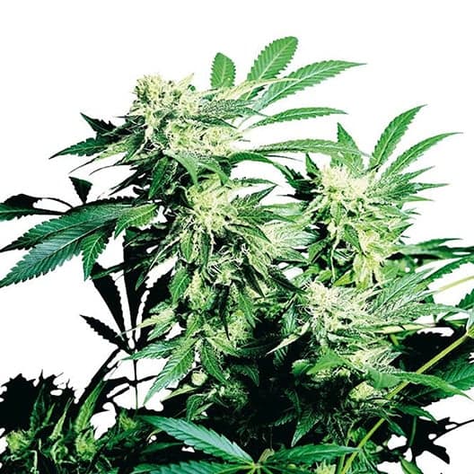 5th Element Seeds