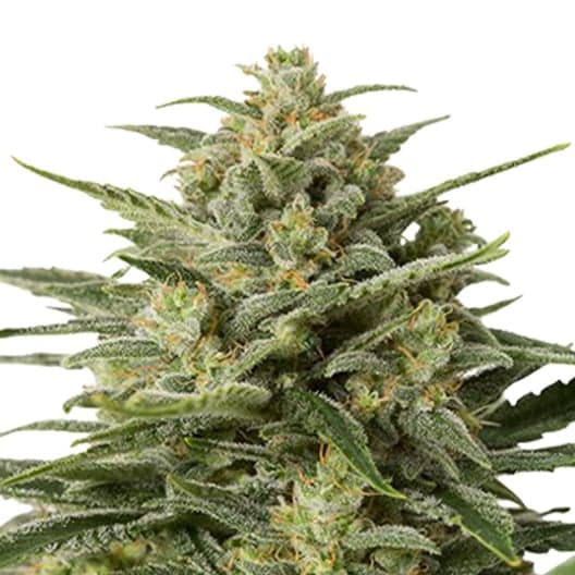 Afghan Big Bud Seeds