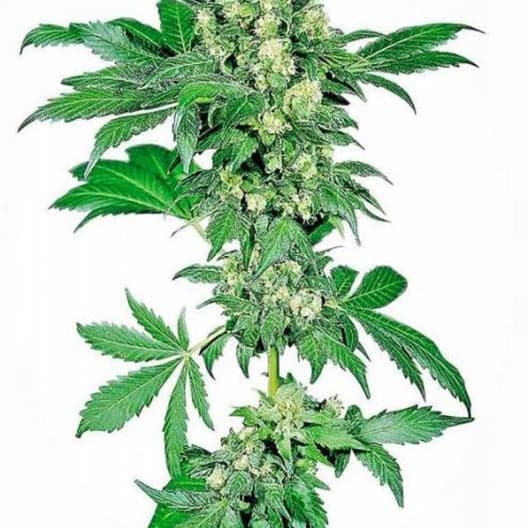 Afghan Kush Seeds