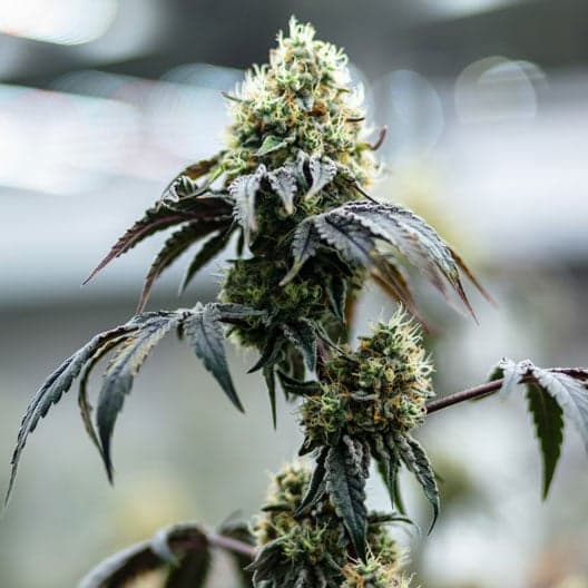 Alien Bubba Auto Seeds