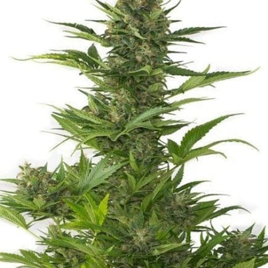 Blackberry Pie Seeds
