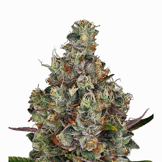 Buddha’s Sister Auto Seeds