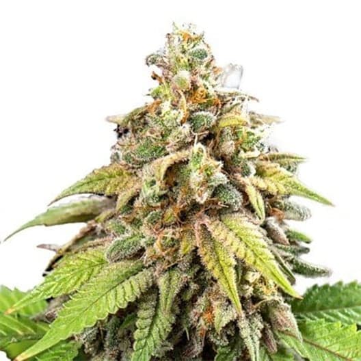 Champagne Kush Seeds