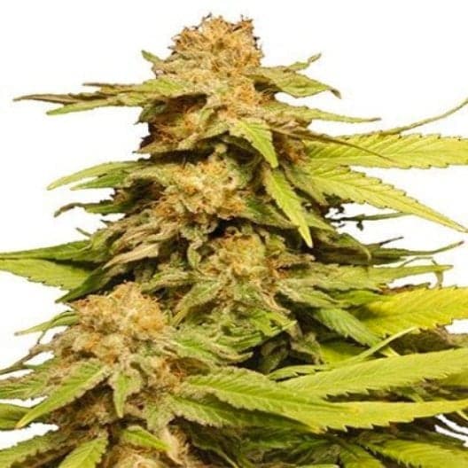 Chem D.O.G. Seeds