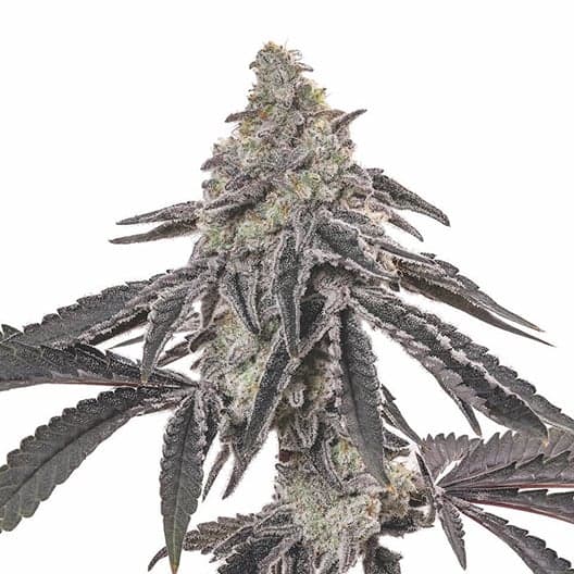 Death Star Seeds