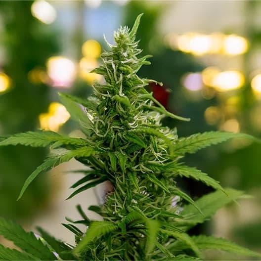 Dolato Seeds