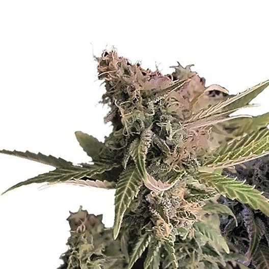 Donna OG Seeds