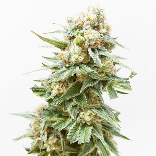 Dream Berry Seeds