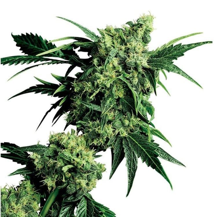 Goo Seeds