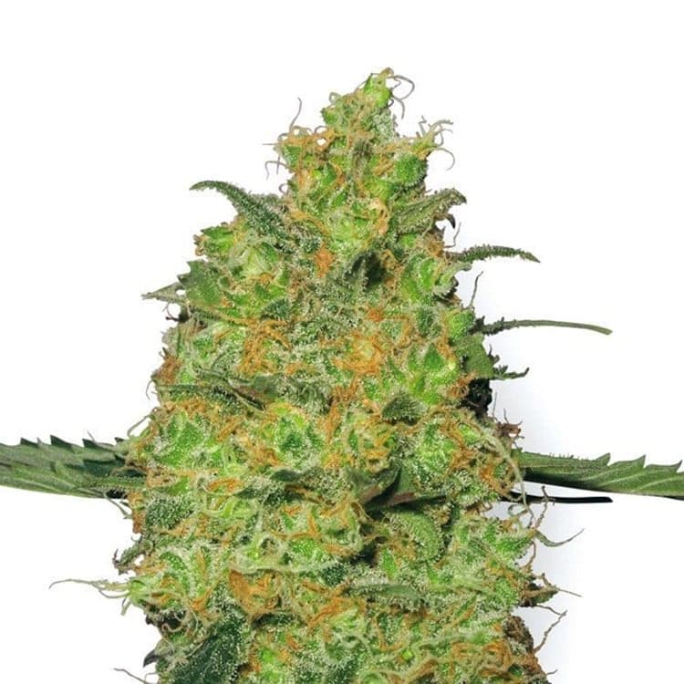 Huckleberry Seeds