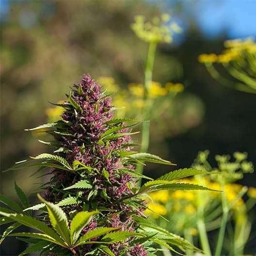 Hawaiian Purple Kush Seeds