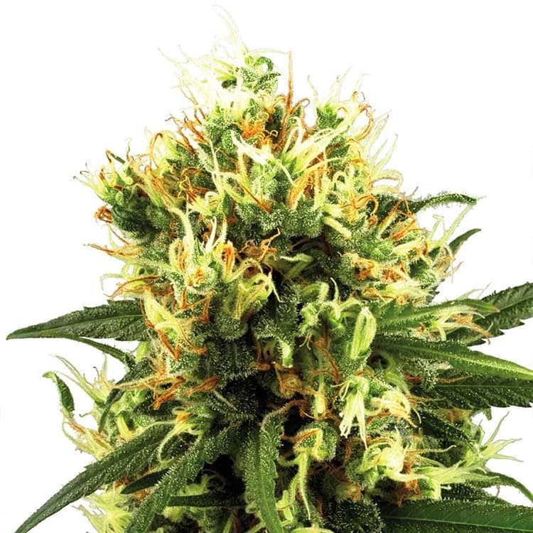 Heavy Duty Fruity Seeds