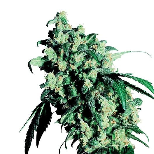 Katsu Bubba Kush Seeds