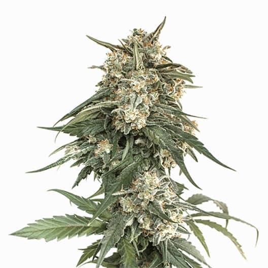 Mad Scientist Auto Seeds