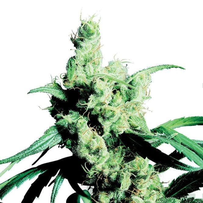 MediHaze Seeds