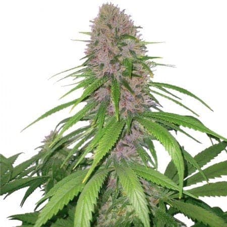 Mendo Breath Seeds