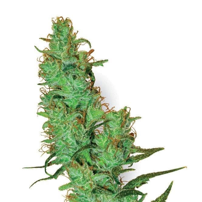 Montana Silvertip Seeds