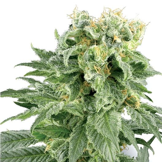 Neptune OG Seeds