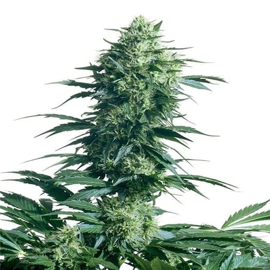 Pineapple Trainwreck Seeds