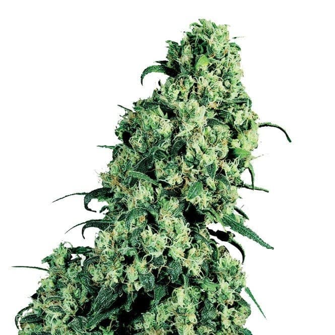 Pink Panther Seeds