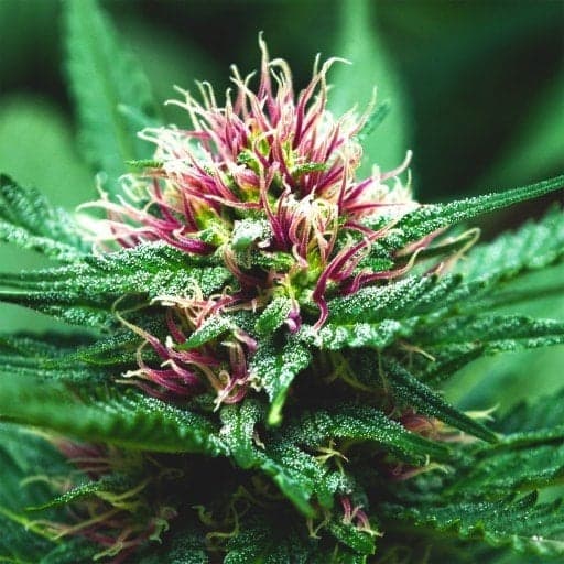 Platinum Purple Kush Seeds