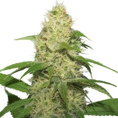 Pot of Gold Seeds