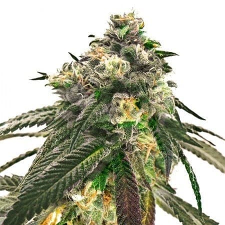 Purple Hindu Kush Seeds