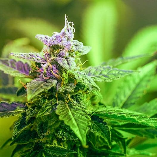 Purple Panty Dropper Auto Seeds