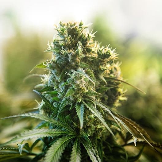 Red Runtz Seeds