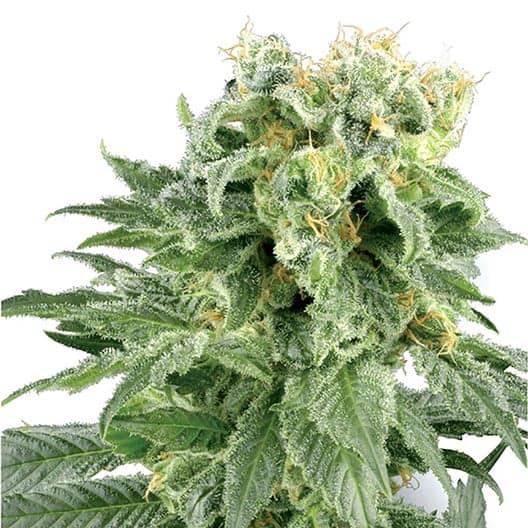 Sour Bubble Auto Seeds