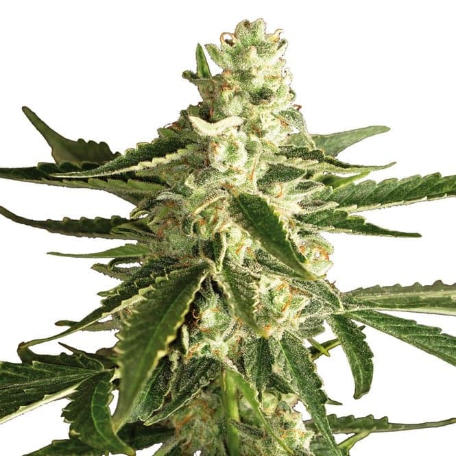 Super Green Crack Seeds