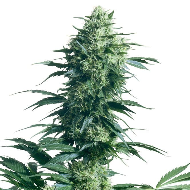 Super Skunk Seeds