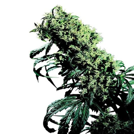 Tora Bora Seeds