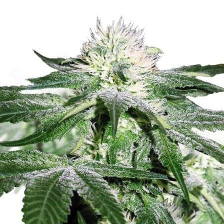True OG Seeds