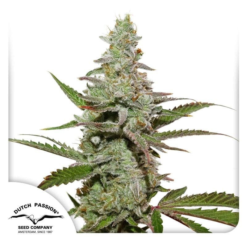 Sugar Glue Strain Feminized Marijuana Seeds | Crop King Seeds