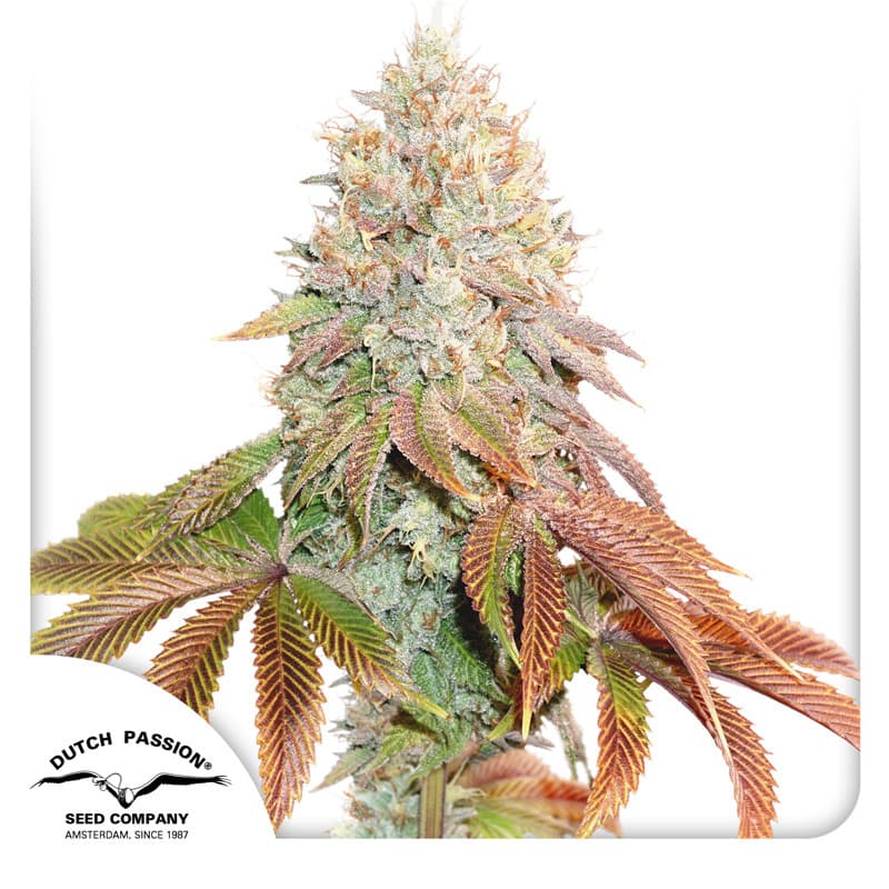 Auto Banana Blaze Seeds