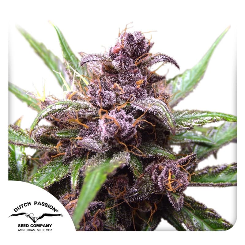 Auto Blackberry Kush Seeds