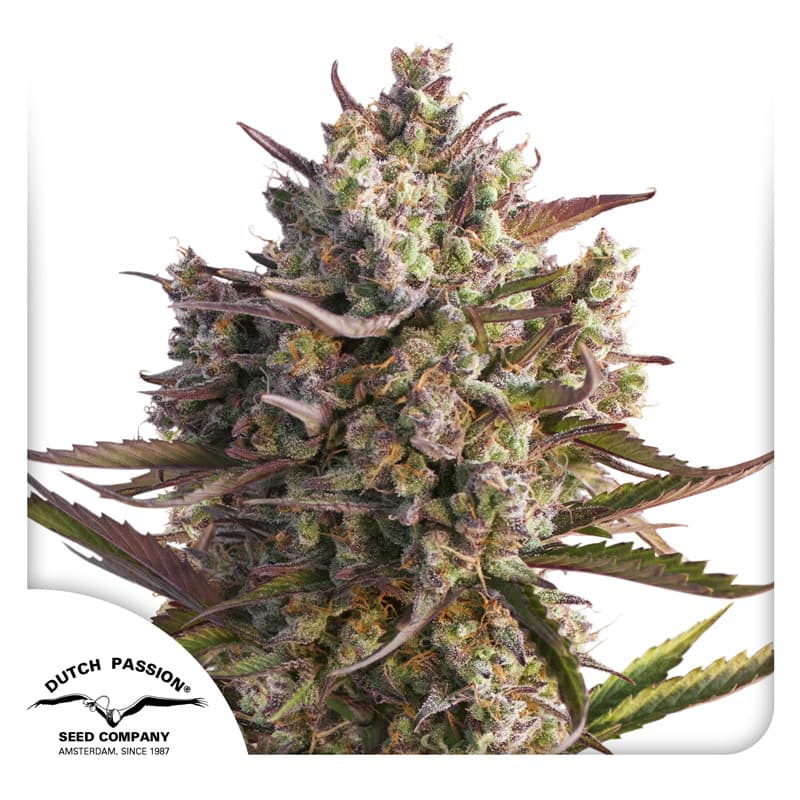 Auto Blueberry Seeds