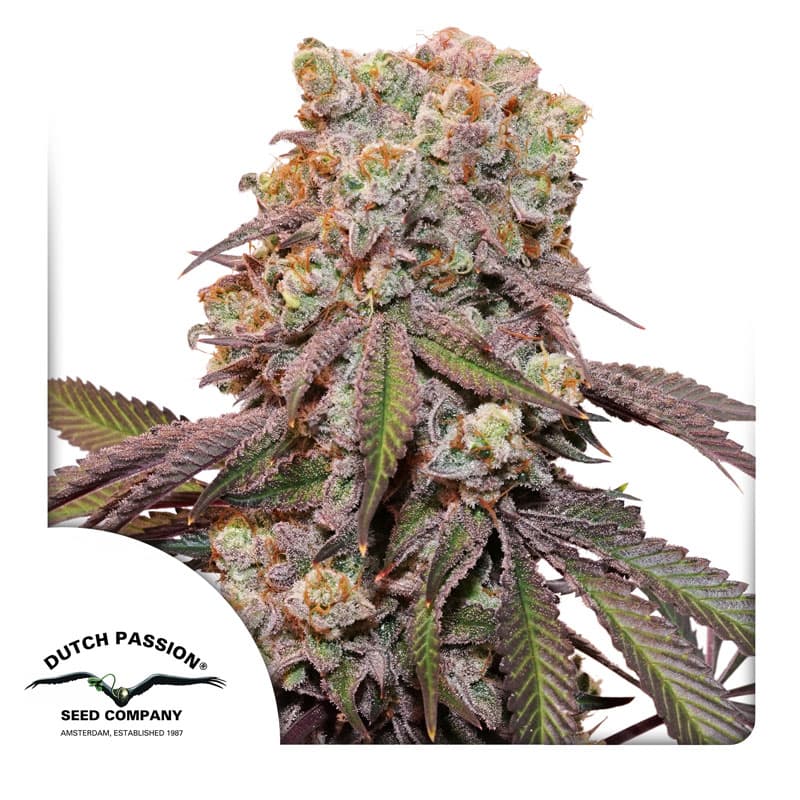 Cherry Blaster Strain Fast Version Marijuana Seeds | Crop King Seeds