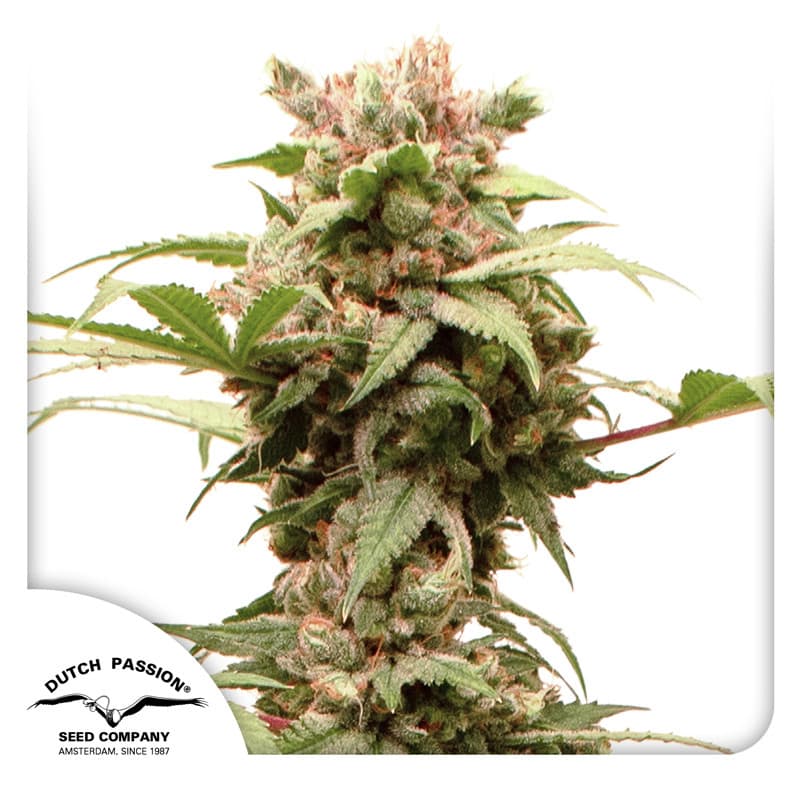 Auto CBG-Force Seeds
