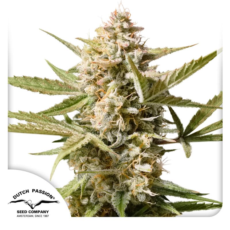 Auto Cinderella Jack Seeds