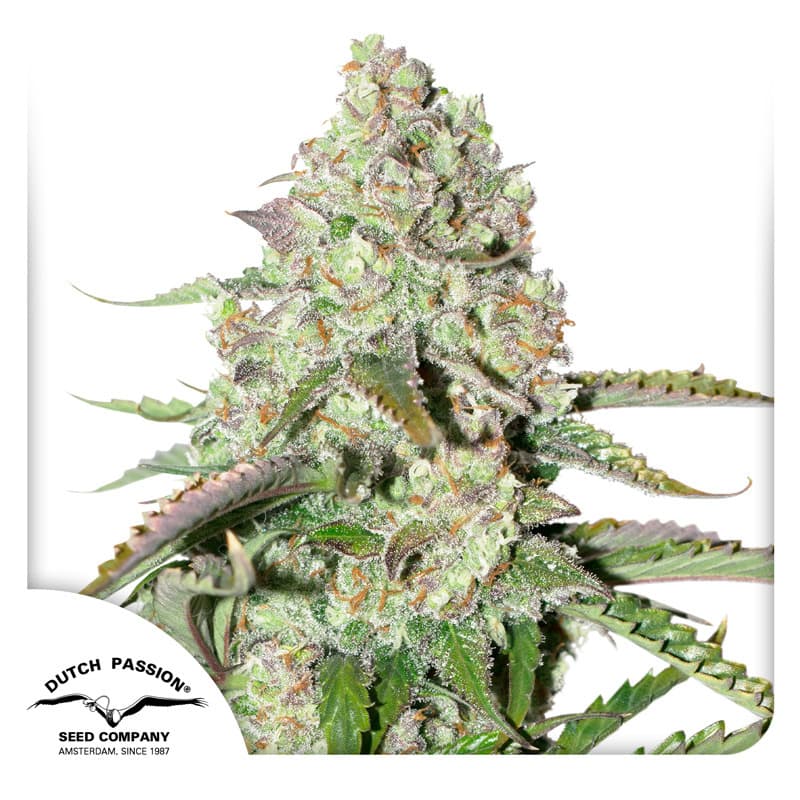 Auto Colorado Cookies Seeds