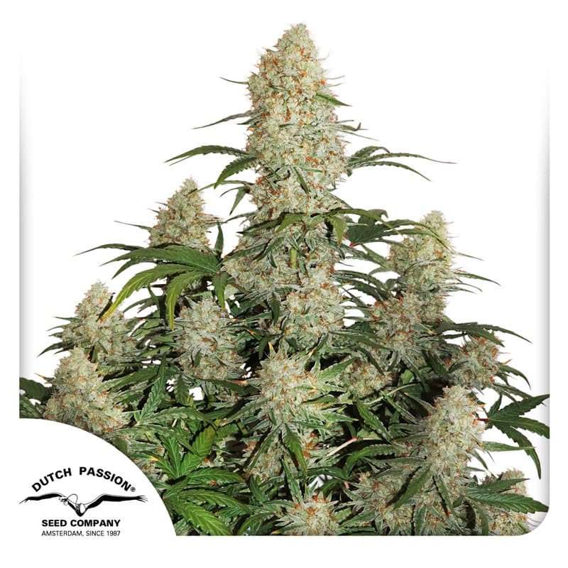 Auto Critical Orange Punch Seeds