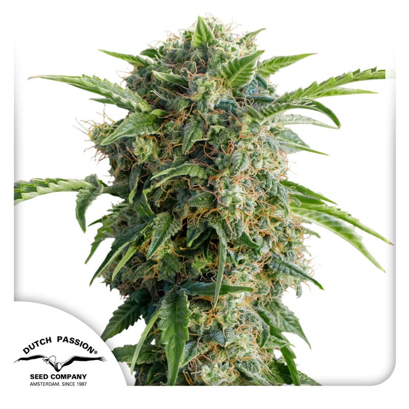 Auto Daiquiri Lime Seeds