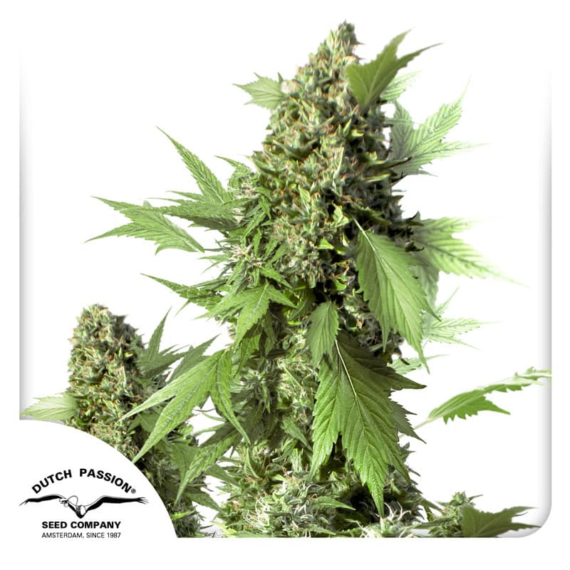 Auto Duck Seeds