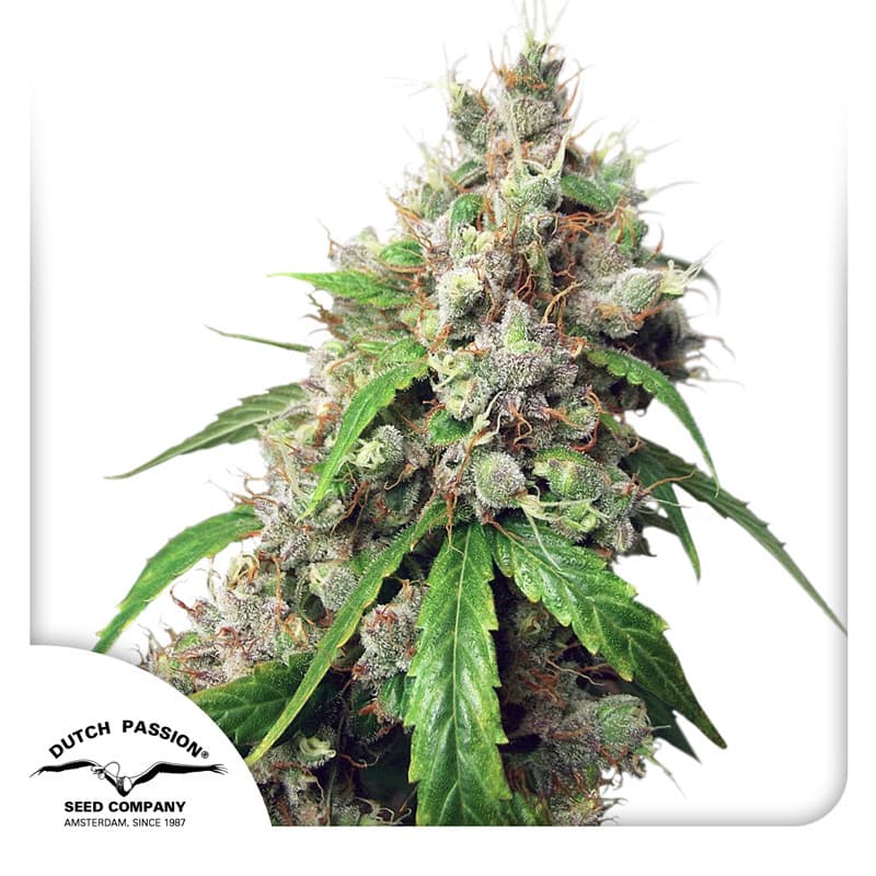 Auto Euforia Seeds